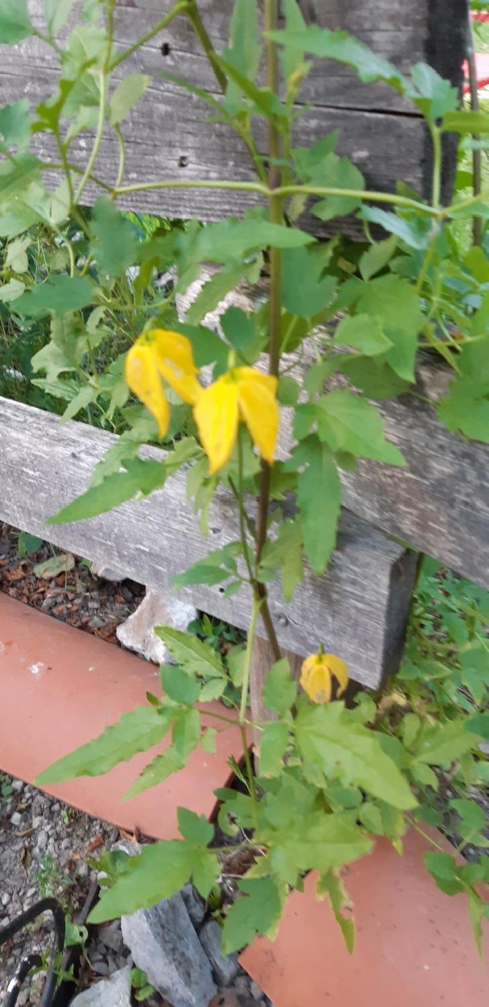 Chambre D'Hote Amitie Et Jardin Carmaux Dış mekan fotoğraf