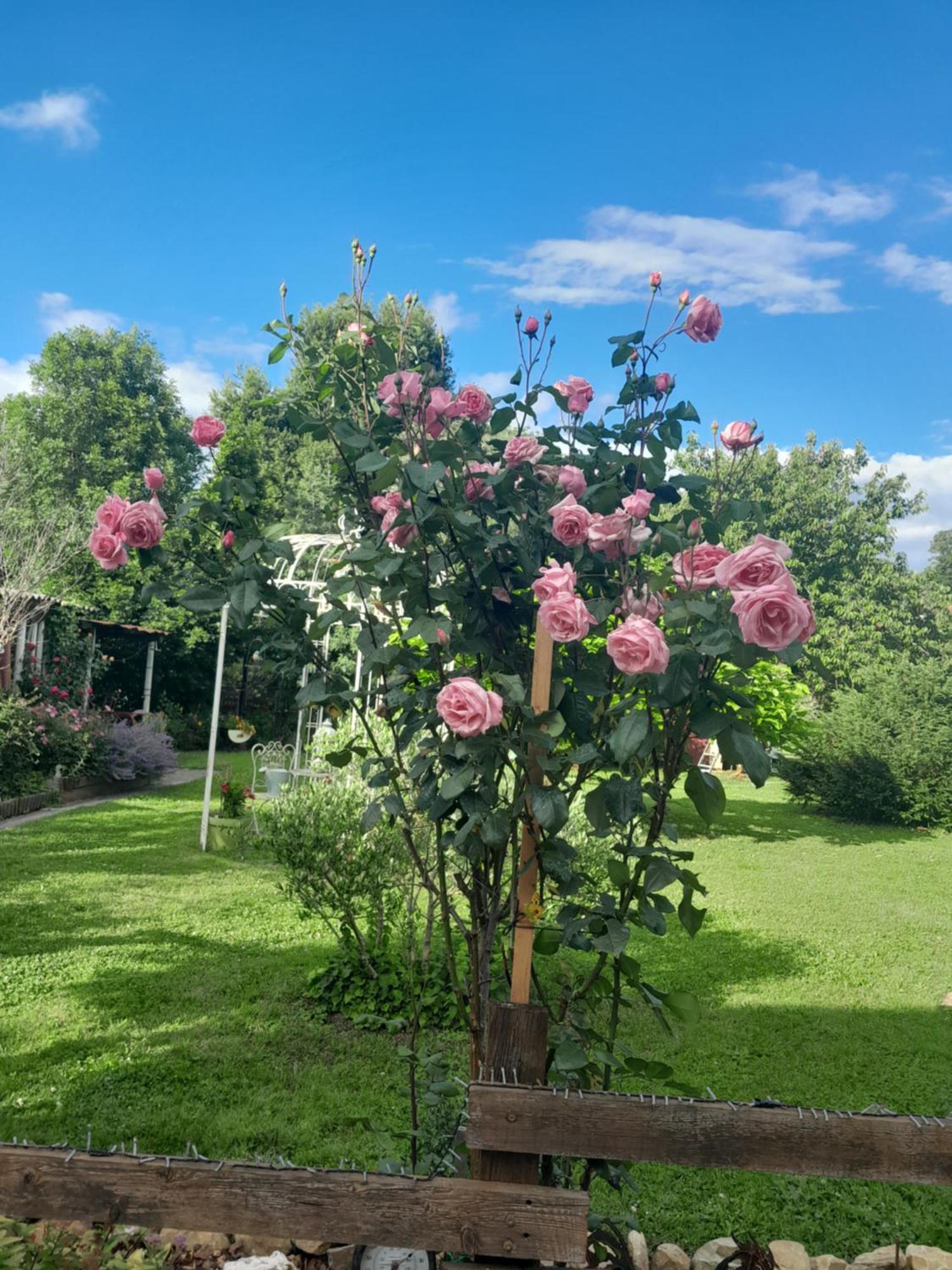 Chambre D'Hote Amitie Et Jardin Carmaux Dış mekan fotoğraf